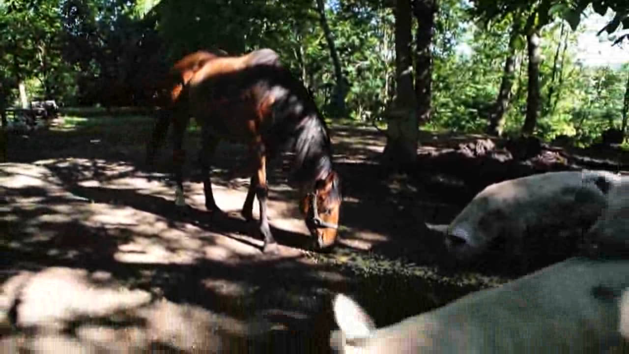 Filippo Leonardi - Perché mangiamo gli animali @ Davanti a un fiume in piena 4