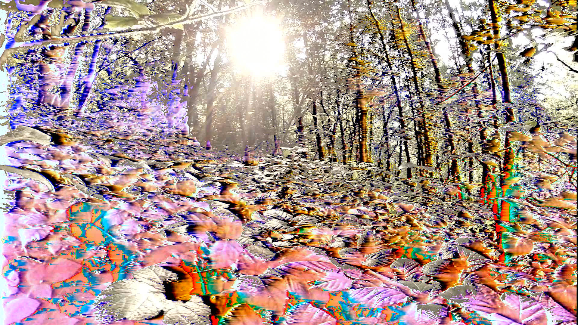 Gli alberi di luce liquefatti